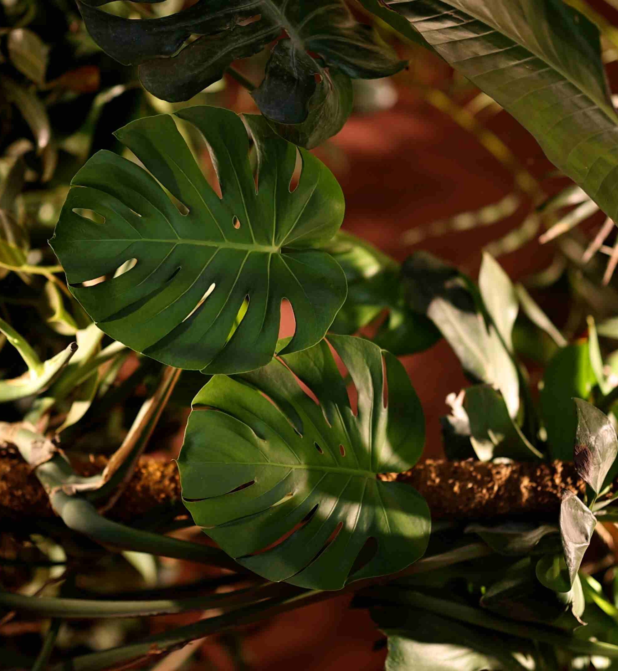 Background GIF